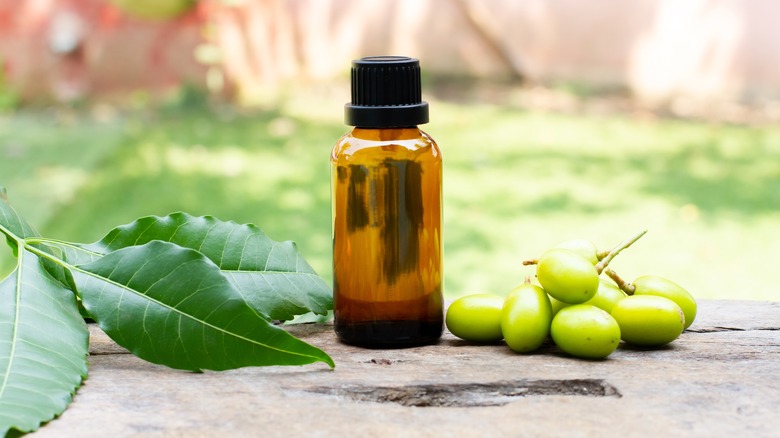 Neem oil and neem fruit
