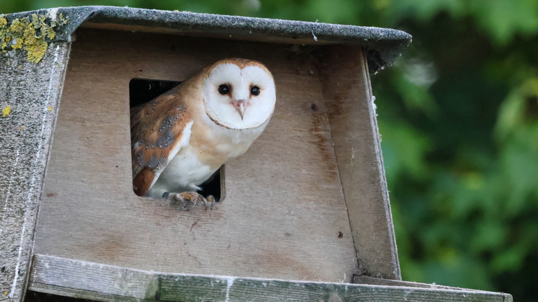 Barn owl in a nest box
