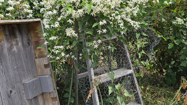 White clematis flowers climbing over an old A-frame ladder