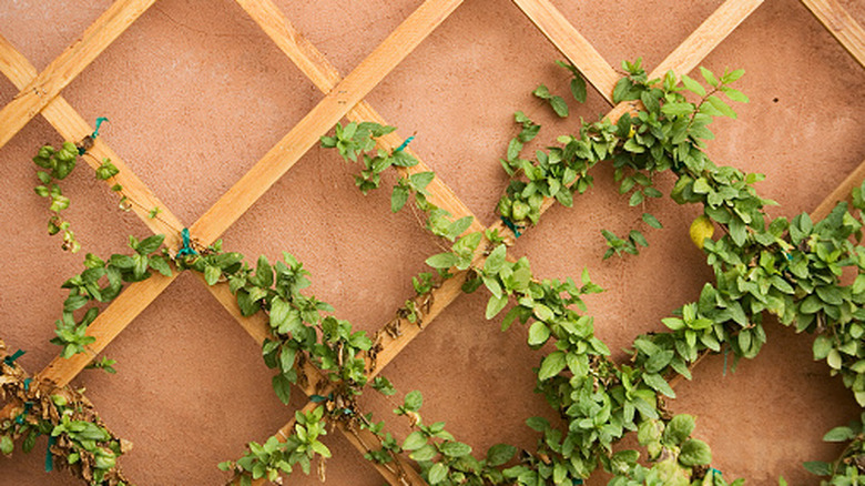 Climbing vines cling to the side of a standing wall trellis