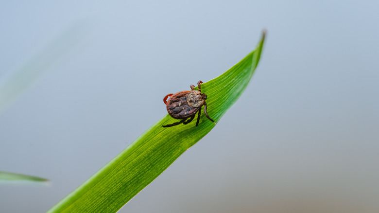 A tick crawling toward the end of a thick green grass stem.