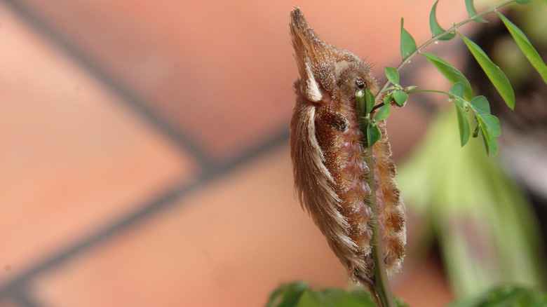 Flannel moth puss caterpillar
