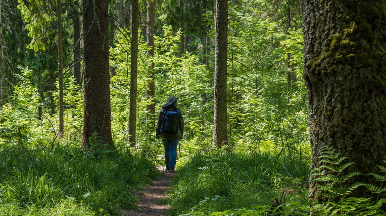 Hiker in the woods