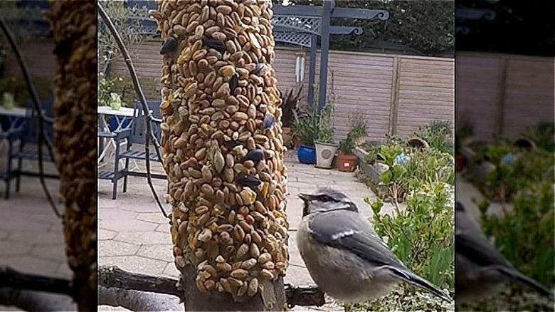 Bird eating seeds from peanut butter paper towel roll bird feeder