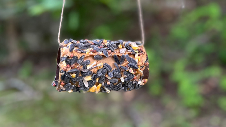 Bird seed on cardboard tube