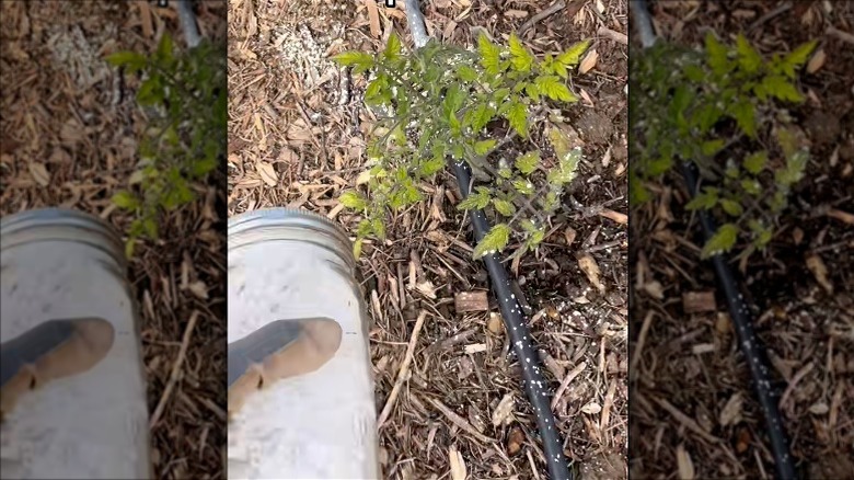Making a jar into a shaker for diatomaceous earth