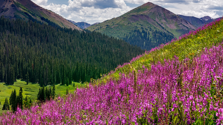 Fireweed on mountainside in Colorado