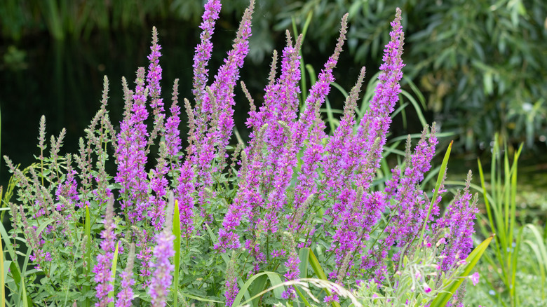 Purple loosestrife