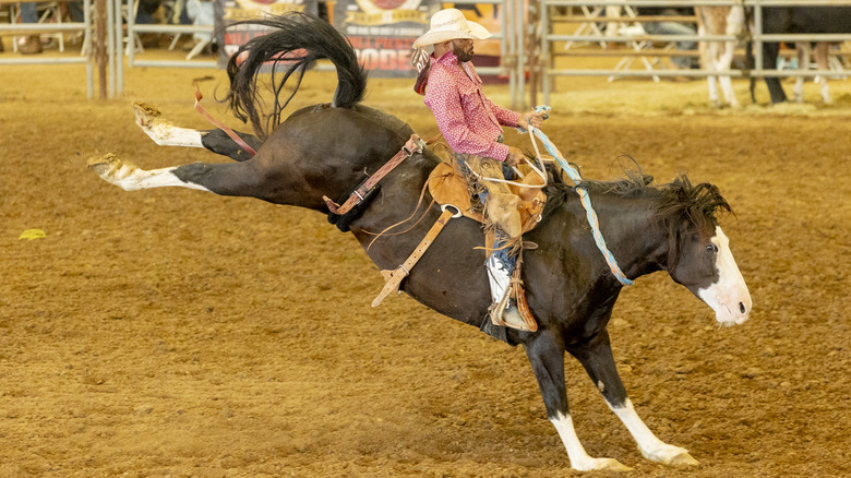 Man riding bronco in rodeo ring
