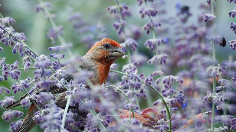 House finch in Russian sage plants