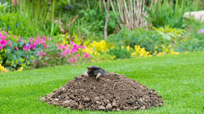 Mole near garden flowers