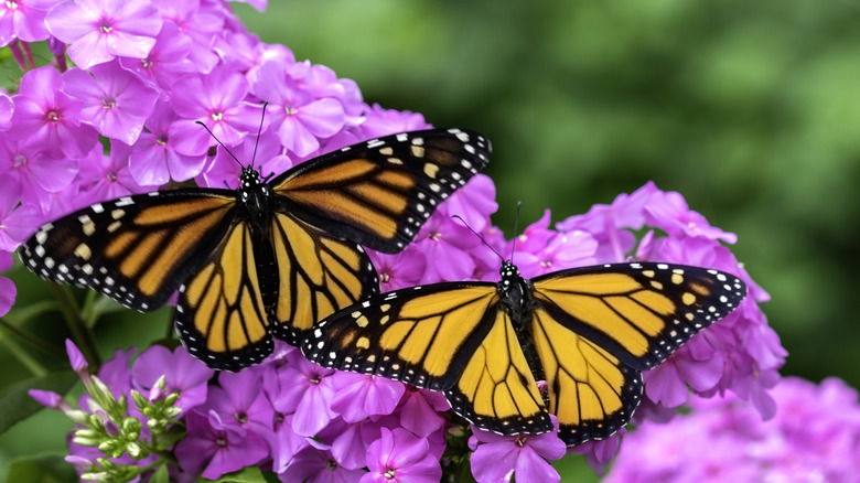Two monarchs sit with wings spread in the sun on bright pink flowers.