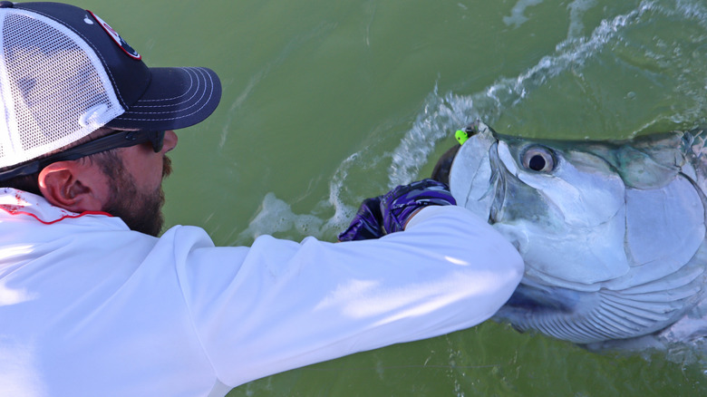 Angler landing tarpon