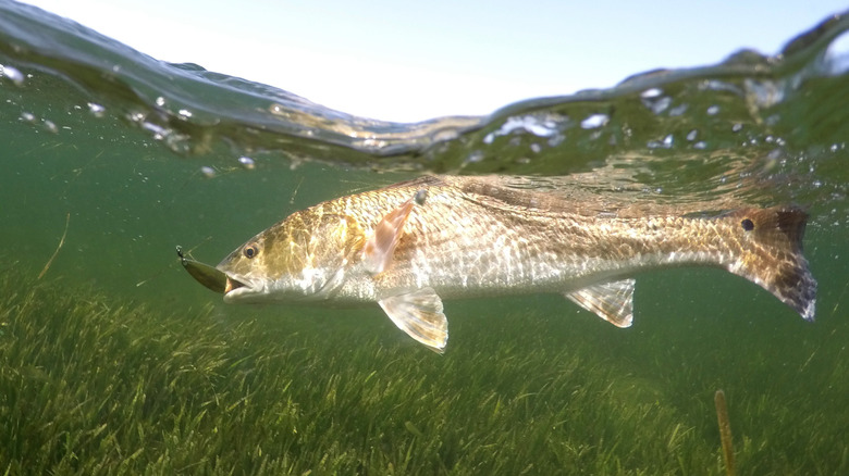Redfish hooked on gold spoon on shallow grass flats