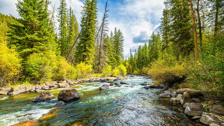 Taylor Creek in Colorado