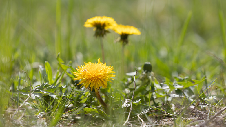 Closeup of a dandelion
