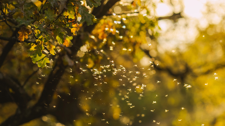 mosquitoes swarming in air
