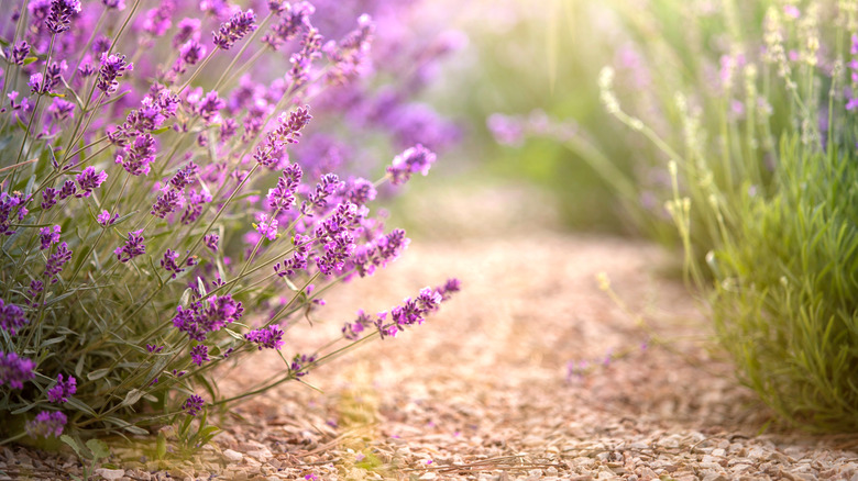 Lavender with gravel mulch