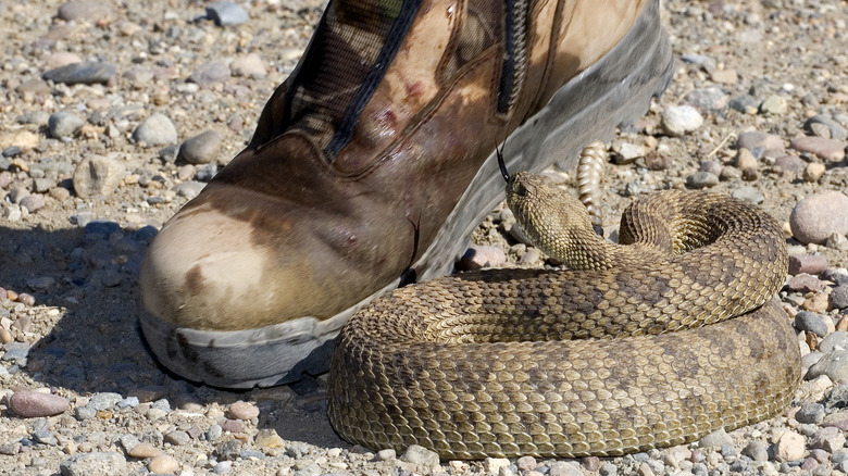 Rattlesnake near boot