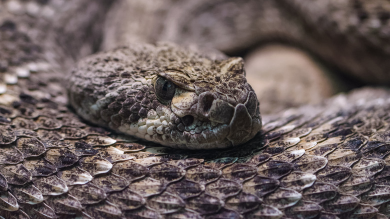 Western diamondback rattlesnake
