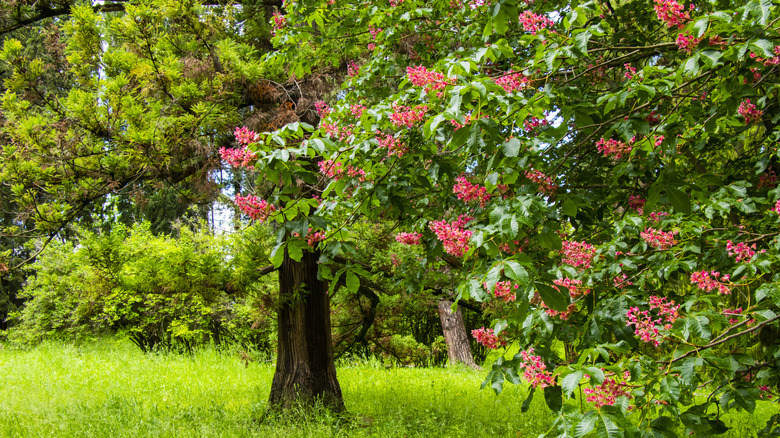 A red horse-chestnut tree in a residential garden