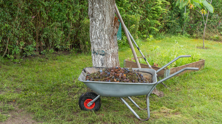 Wheelbarrow under tree filled with fallen fruit and leaves