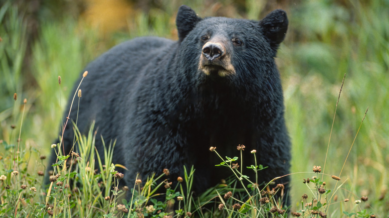 A black bear close up