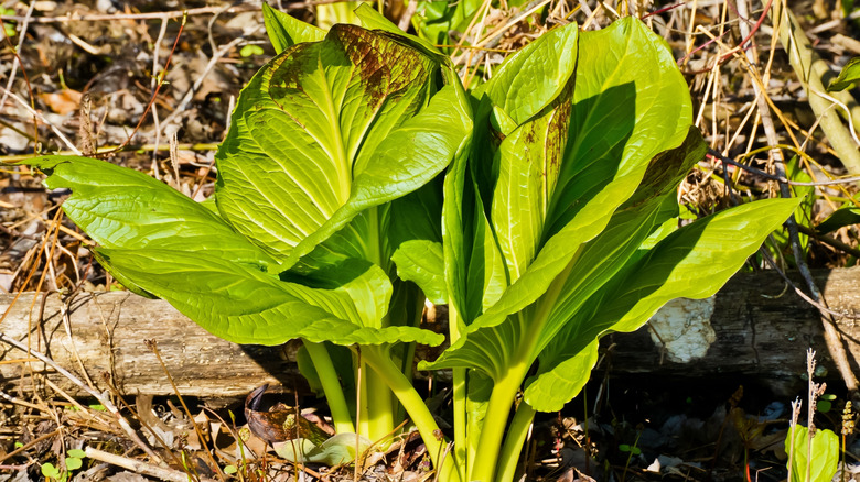 Skunk cabbage plants