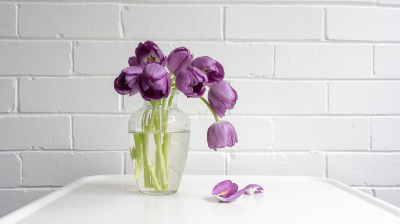 Wilting purple tulips in vase