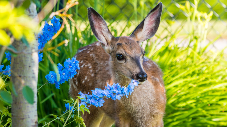 baby deer fawn munching on light blue flowers with grass in the background.