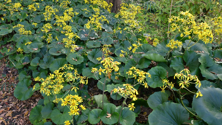 a blooming patch of leopard plant