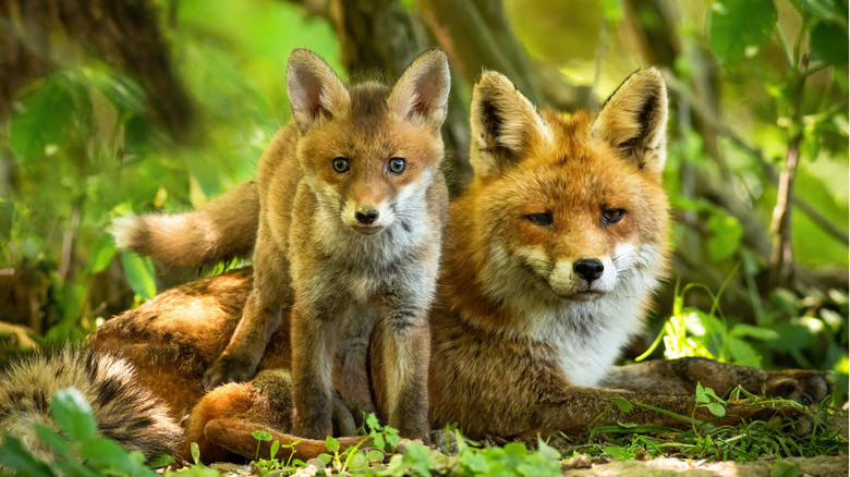 Red fox and kit 