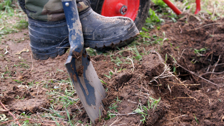 Boot pushing shovel in soil