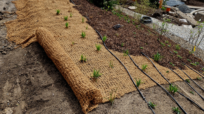 A sloped yard with small plants between netting and mulch being placed on top of that