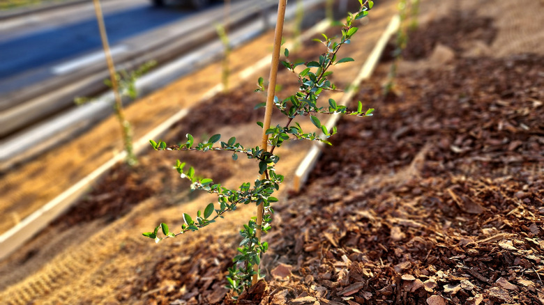a shrub sapling sticks out on a mulched slope