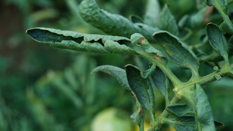 Curling tomato leaves