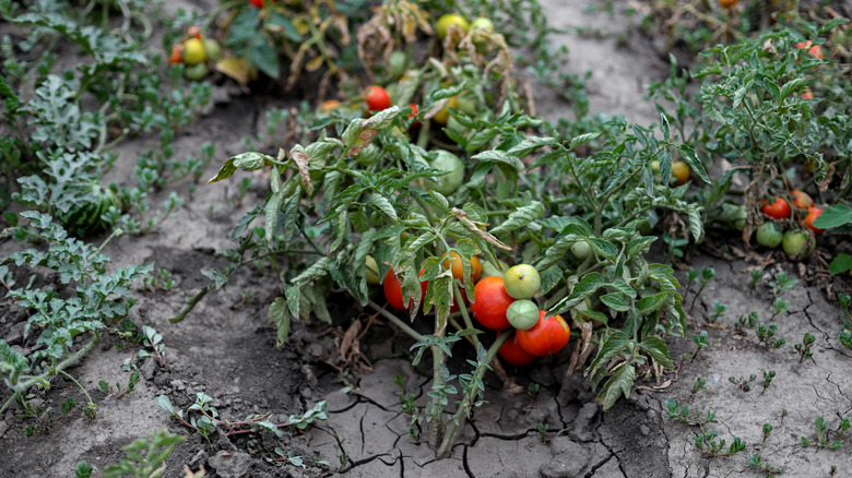 Underwatered tomato plants