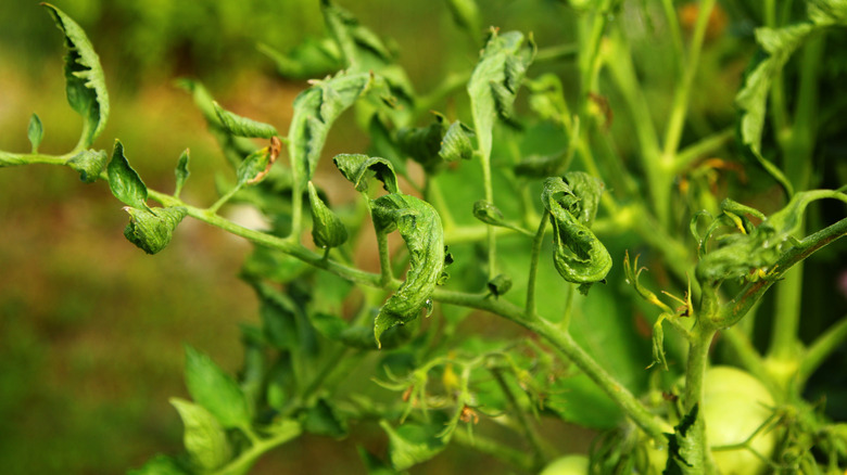 Tomato plant with leaf curl