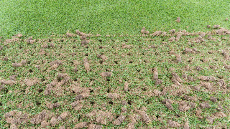 Aerated lawn with sod plugs on surface