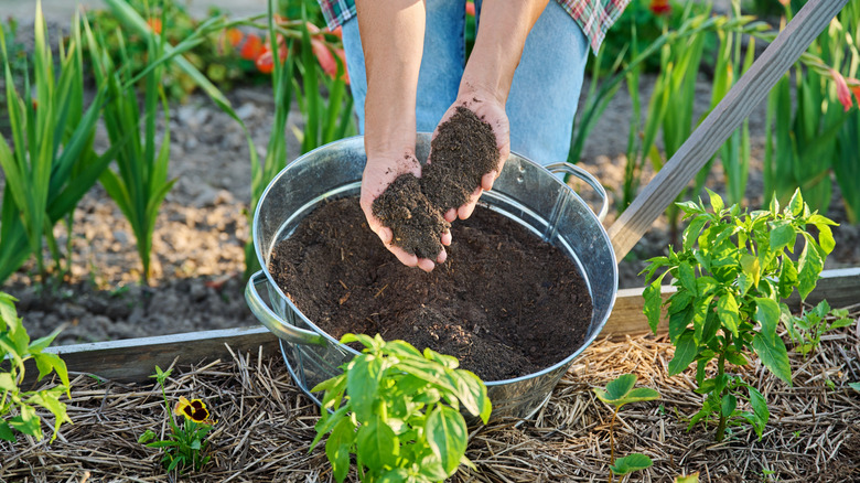 Gardener spreading compost over plants