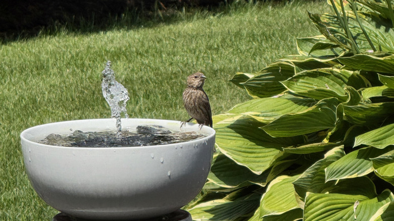 Bird on a fountain from a bowl sink