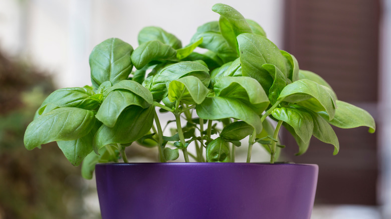 A potted basil plant on a patio