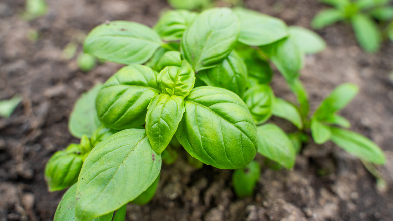 Close-up of a basil plant growing in soil