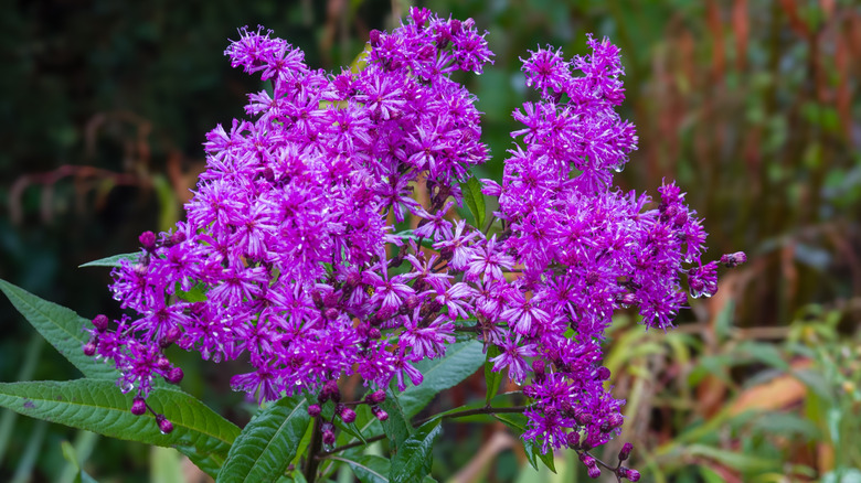 Purple ironweed in bloom with blurred background of other flowers