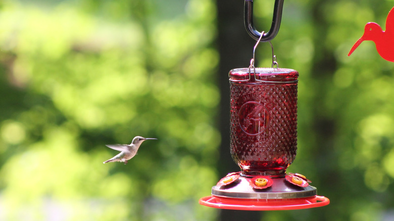 Hummingbird flying to get nectar from a hanging feeder