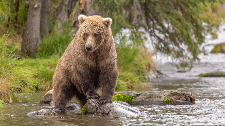 Brown bear fishing in a river