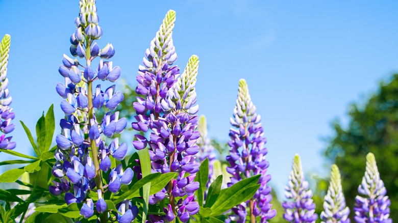 Lupins blooming during spring time
