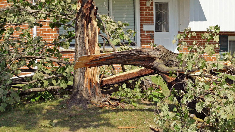 Fallen tree in yard