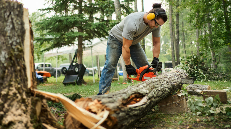 Man cutting up fallen tree with chainsaw