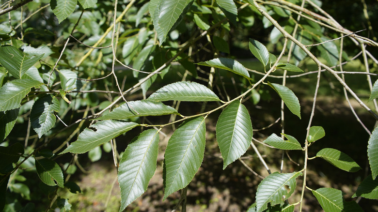 Close-up shot of the leaves on a black walnut tree